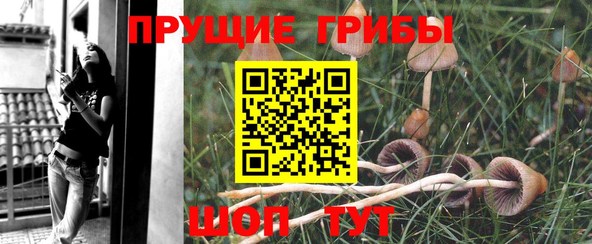 закладка  Галлюциногенные грибы Magic Shrooms  Вход с VPN  Светлоград 
